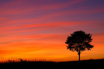 Fototapeta premium Vibrant Sunset Sky with Colorful Clouds and Silhouette Trees