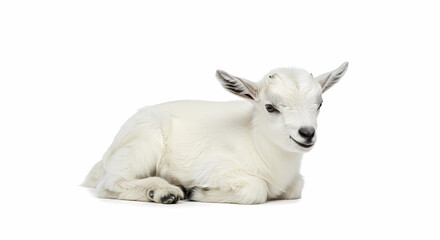 Fototapeta premium White Baby Goat: A Charming Portrait