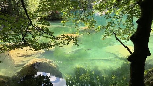 Crystal-clear Blausee lake in Switzerland, where the water is so transparent you can see fish swimming below. Pristine alpine nature, peaceful atmosphere, and stunning natural beauty. Kandergrund 