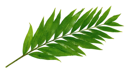 Green Glittery Leaf with Transparent Background