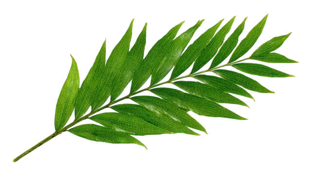 Green Glittery Leaf with Transparent Background