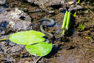 A grass snake in the brook in water with the head on a waterlily leaf looking at the camera