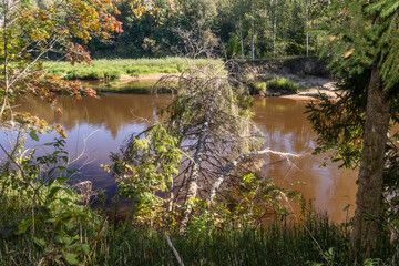 Scenic river view with fallen tree in water surrounded by green forest and autumn foliage in tranquil nature landscape