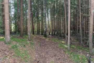 Forest trail covered with autumn leaves among tall pine and birch trees in peaceful woodland nature scenery