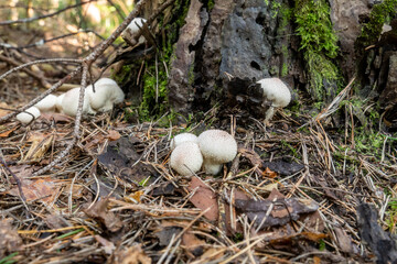Cluster of common puffball mushrooms (Lycoperdon perlatum) growing on forest floor near tree trunk with moss and leaves