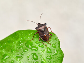 Pentatoma rufipes or the Forest Bug