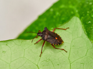 Pentatoma rufipes or the Forest Bug