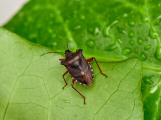 Pentatoma rufipes or the Forest Bug