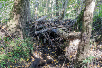 Beaver dam built from branches and logs in forest wetland habitat