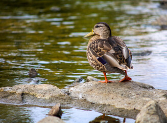 Mallard duck standing on a rock by the water, close-up wildlife photography