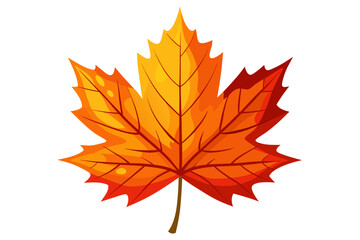 maple leaf isolated on white