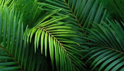 Close-up view of vibrant green palm fronds