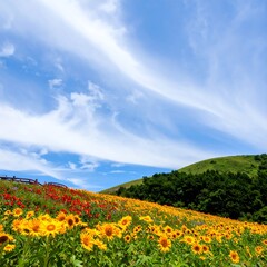 Sunflowers and Sky on Hillside