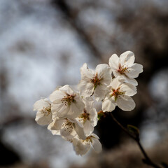 Fototapeta premium cherry tree blossom