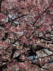 Early Sakura in Ueno