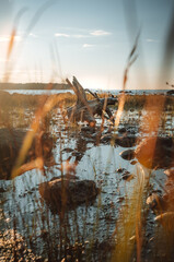 Rotten tree roots and stones reflect off the water's surface in the golden hour in Awenda...