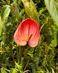Red anthurium bloom with tropical greenery
