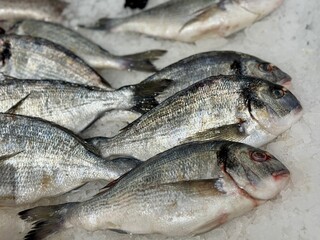 Fototapeta premium Raw chilled dorado fish lies on shallow ice in a fish shop. Healthy eating, omega. Close-up
