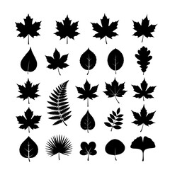Obraz premium Leaf silhouettes collection set , black and white vector, isolated