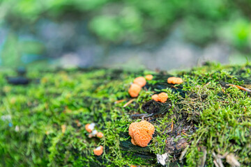 Alter Baumstamm mit orangenem Pilz zwischen dem Moos