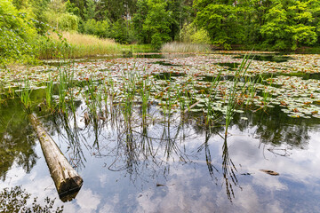 Silbersee mit Reflektion der Bäume am Ufer gegen den Himmel