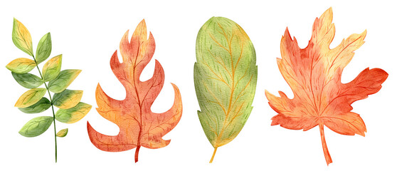 Watercolor Autumn Leaves Collection, a decorative botanical set of various fall foliage in warm hues, perfect for seasonal designs, greeting cards, or Thanksgiving decor. Transparent background.