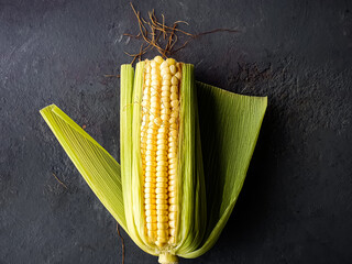 yellow corn in husk isolated on gray background