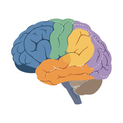 Colorful Illustration of a Human Brain with Lobes Highlighted