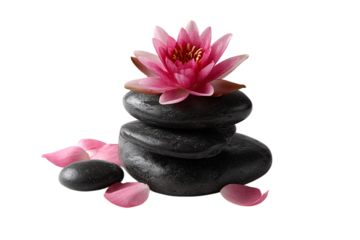 Pink lotus flower on top of stacked black stones isolated on transparent background