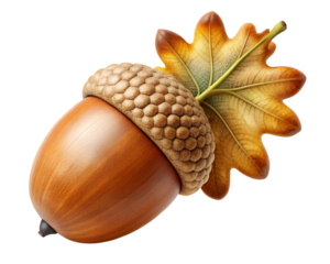 acorns and oak leaves,horizontal,clip art,ornate,colourful,colours,thanksgiving,beginnings,detailed,icon set,simplicity,border,harmony,painting,science,silhouette,calmness,clip,diagram,fashioned,geogr