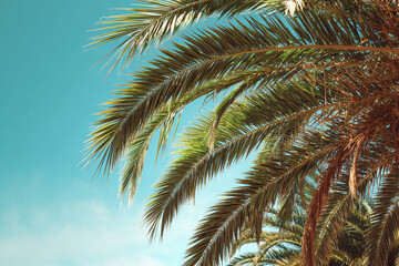 Lush green palm fronds against a vibrant blue sky a tropical paradise scene