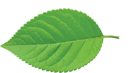 Bright green leaf with detailed veins isolated against a clean white backdrop