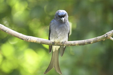 This image captures a striking White-bellied Drongo, a glossy black bird with a distinctive forked tail and white belly. It's prominently perched on a branch,