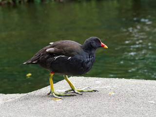Gallinula chloropus in a public park. It is known in the UK as the Common Moorhen
