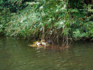 Gallinula chloropus in a public park. It is known in the UK as the Common Moorhen