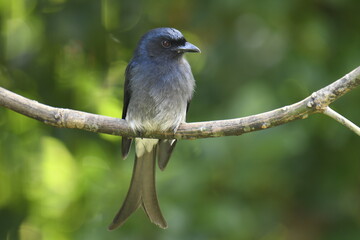 This image captures a striking White-bellied Drongo, a glossy black bird with a distinctive forked tail and white belly. It's prominently perched on a branch,