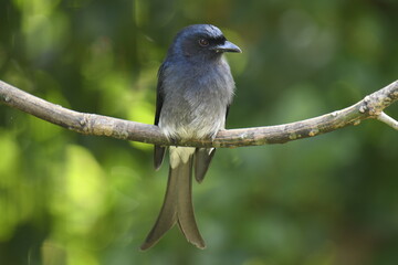 This image captures a striking White-bellied Drongo, a glossy black bird with a distinctive forked tail and white belly. It's prominently perched on a branch,