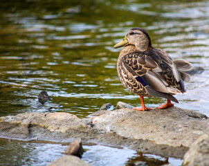 Mallard Duck Standing on Rock by the Water