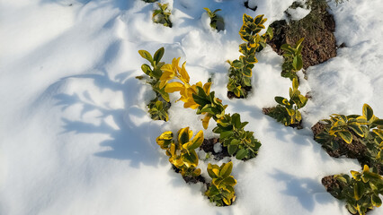 Snow-Covered Shrubs with Golden-Yellow Leaves