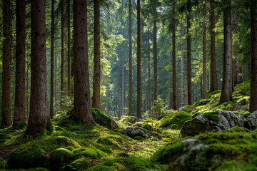 Obraz premium Sunlit forest scene mossy rocks tall trees green foliage nature landscape