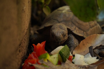 Tortuga en su hábitat comiendo 
