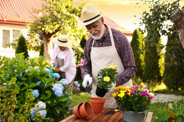 Senior couple in hats working with plants in garden, selective focus