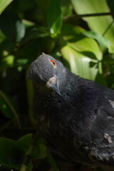 Paloma gris con ojos naranjas en primer plano 