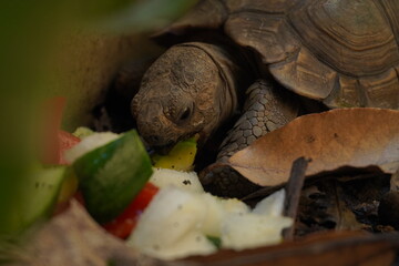 Tortuga terrestre comiendo