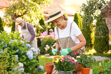 Senior couple in hats working with plants in garden, selective focus