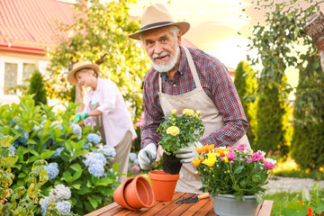 Senior couple in hats working with plants in garden, selective focus