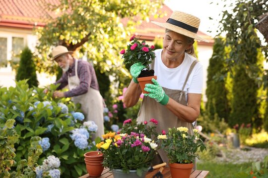 Senior couple in hats working with plants in garden, selective focus - Powered by Adobe