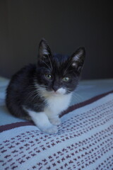 Gato pequeño blanco y negro