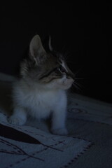 Gato bebé atigrado gris y blanco