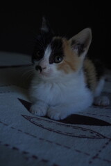 Gato peque&ntilde;o Calic&oacute; con ojos verdes